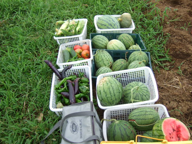 夏野菜収穫....秋に向かい成長中!_b0137932_834335.jpg
