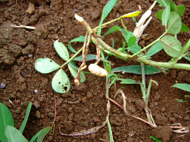 夏野菜収穫....秋に向かい成長中!_b0137932_8384996.jpg