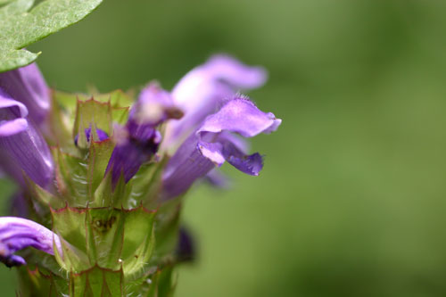 b0067346_16303383.jpg
