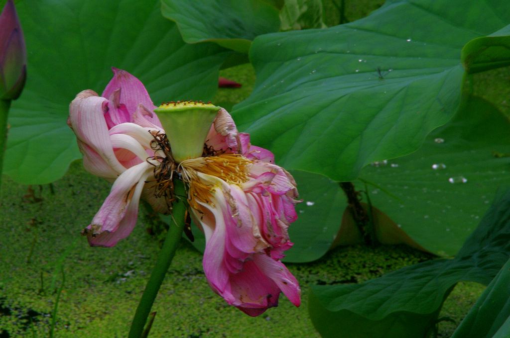 福井県　南越前市「花蓮公園」にて_f0033856_1514714.jpg