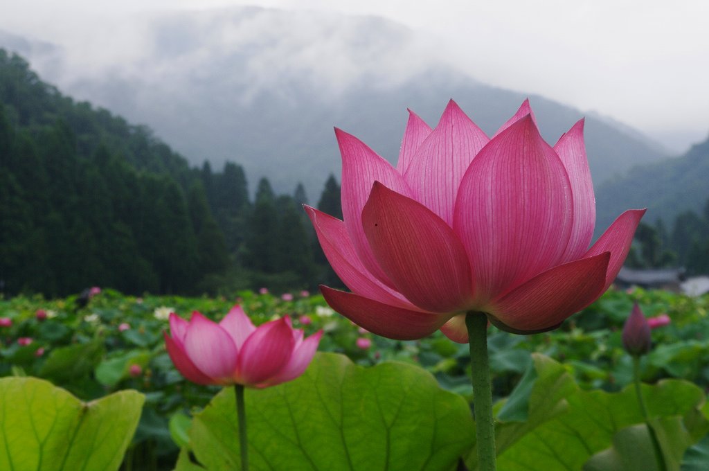 福井県　南越前市「花蓮公園」にて_f0033856_1531769.jpg