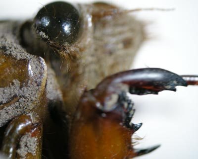 e0035757_1591388.jpg