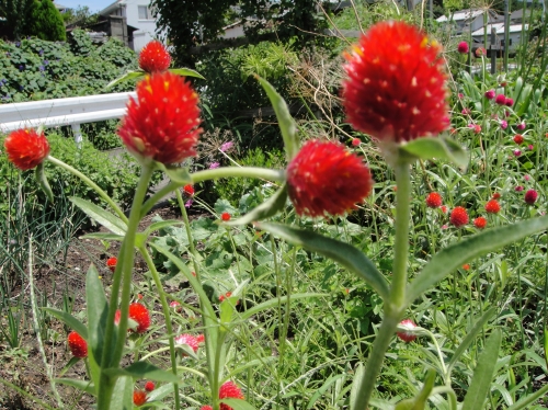 c0108460_1563162.jpg