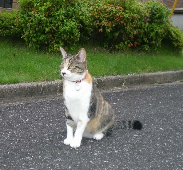 2009年8月2日(日)ヨガは良がった!_f0060461_19292792.jpg