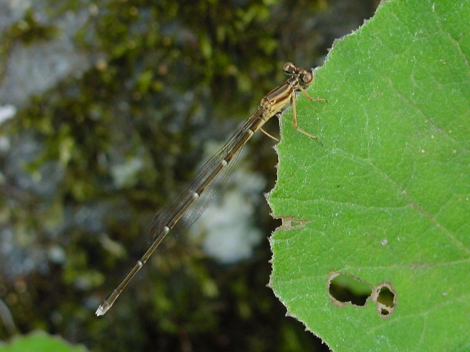 【モノサシトンボ】 Copera annulata_e0187867_2049333.jpg