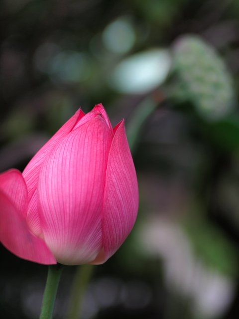 蓮の花と蓮の実_f0046675_22164145.jpg