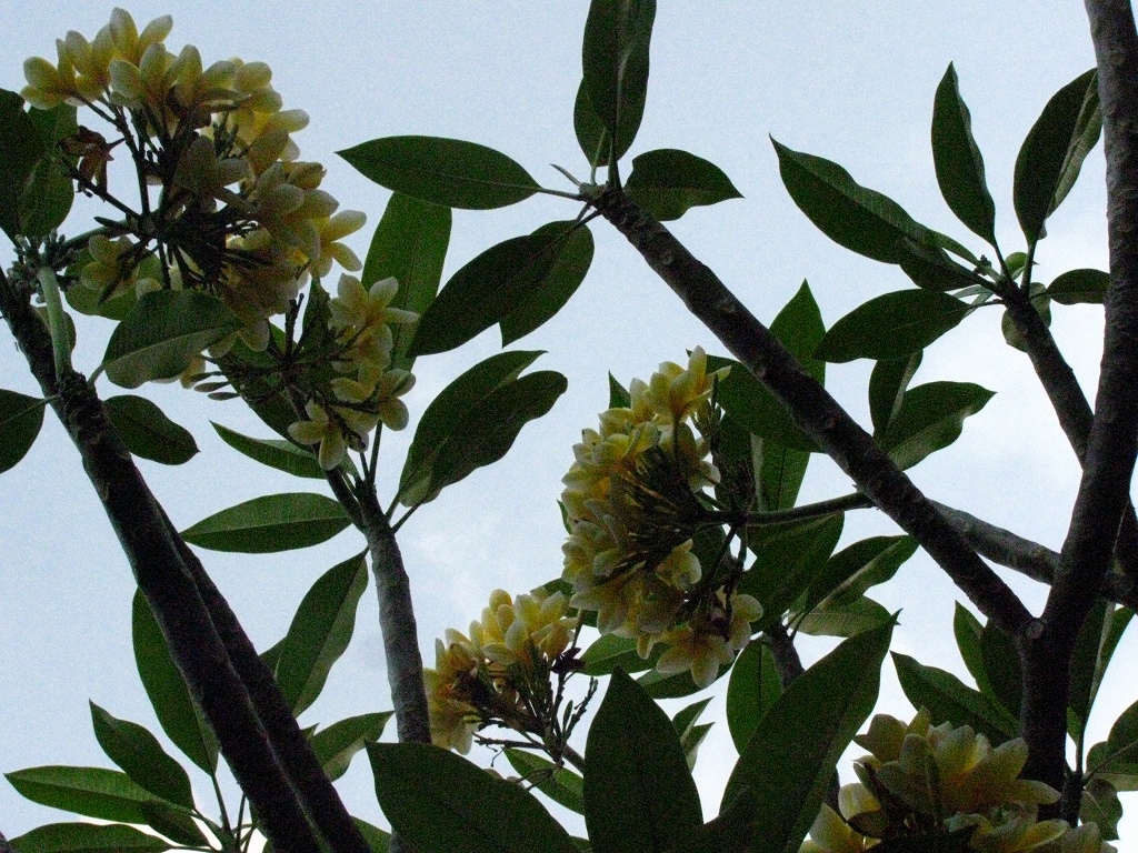 e0024081_1441718.jpg