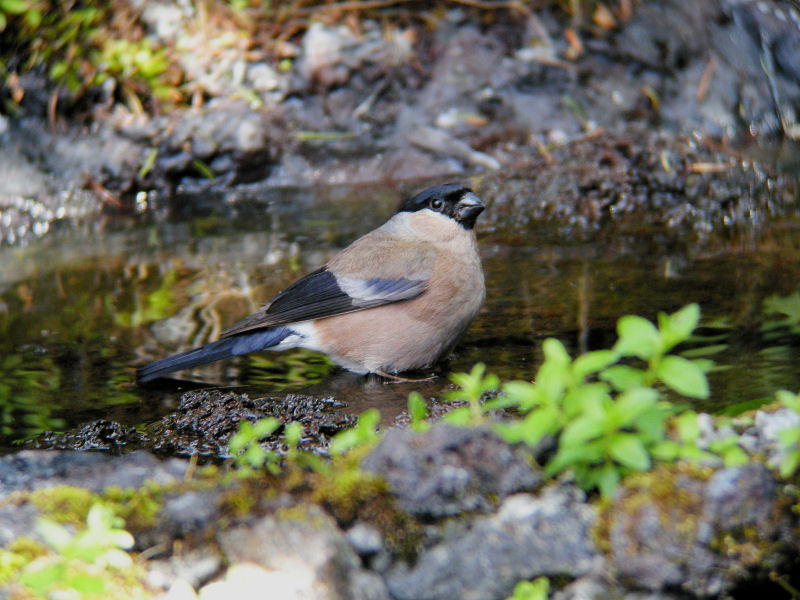 水場のウソ_f0055184_19545374.jpg