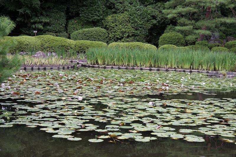 2009.08.02　平安神宮神苑　　　　　　　　_f0140087_13165821.jpg