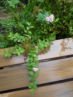 「和ら木工房」の庭の草木～梅雨に濡れる花々_c0160488_20474952.jpg