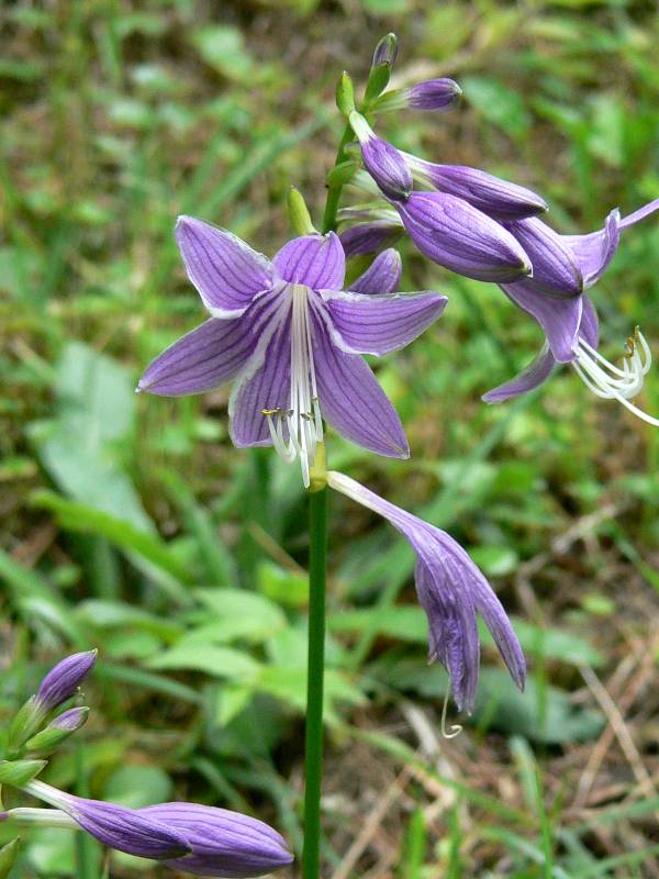 庭の草花たち_a0011690_1759303.jpg