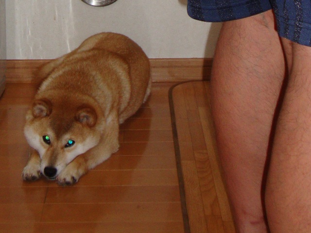 ごはん、まだ?_a0126590_21253624.jpg