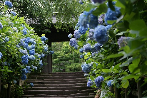 明月院の紫陽花_b0145398_1552754.jpg