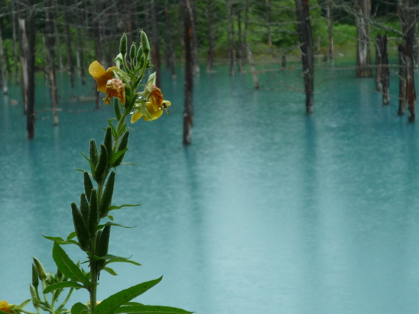 f0187700_10442619.jpg