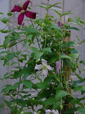 a0123003_20262644.jpg