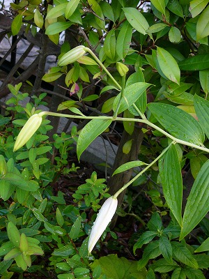 a0123003_2047279.jpg