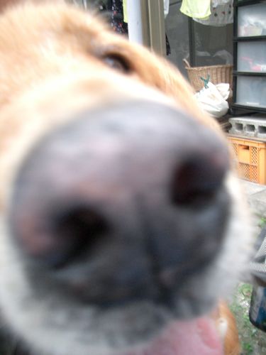 BBQ+デク_e0186404_8151158.jpg