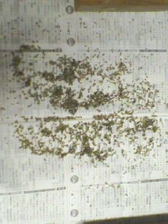 e0124705_2356553.jpg