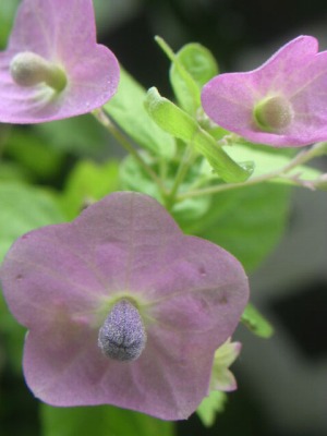 e0138310_14112733.jpg
