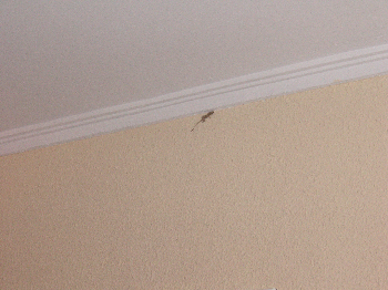 e0115312_8215575.jpg