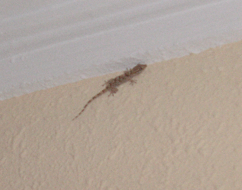 e0115312_8223460.jpg