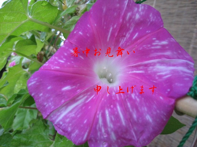 c0197220_10365536.jpg