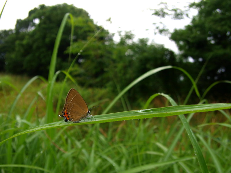 20090801  雑木林散歩：クロヒカゲモドキ開翅など （山梨県）_d0090322_21545863.jpg