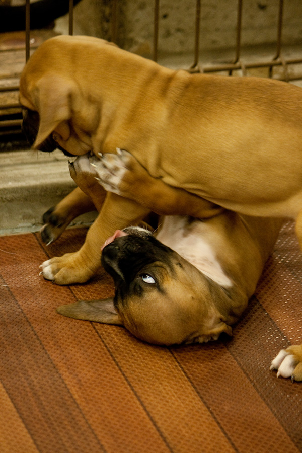 土佐犬パピー 瞳のむこう