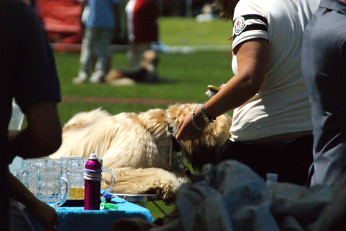 2009 Windhund Festival -サイトハウンド色々編_c0198524_5494222.jpg