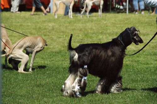 2009 Windhund Festival -サイトハウンド色々編_c0198524_5512531.jpg