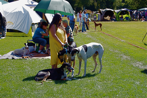 2009 Windhund Festival -サイトハウンド色々編_c0198524_6165020.jpg