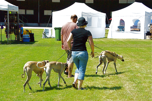 2009 Windhund Festival -サイトハウンド色々編_c0198524_6212172.jpg