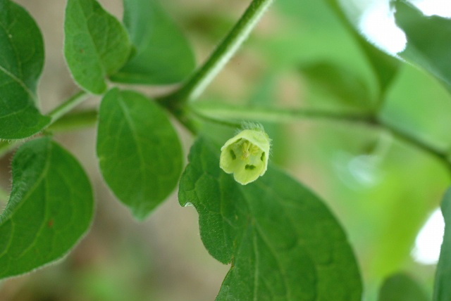 c0027027_17155261.jpg