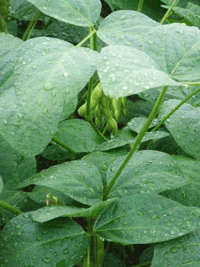 c0188928_1132747.gif