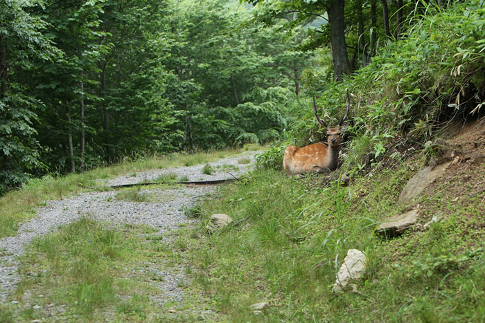 野生動物って・・・_a0087133_0252680.jpg