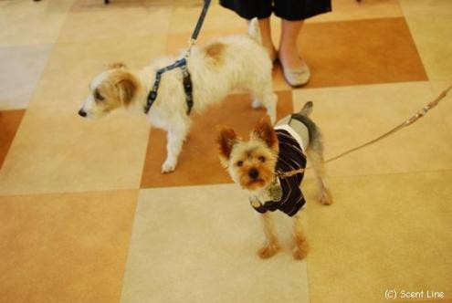 犬の勉強会 8月_c0099133_646399.jpg
