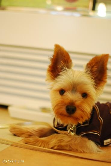 犬の勉強会 8月_c0099133_6465493.jpg