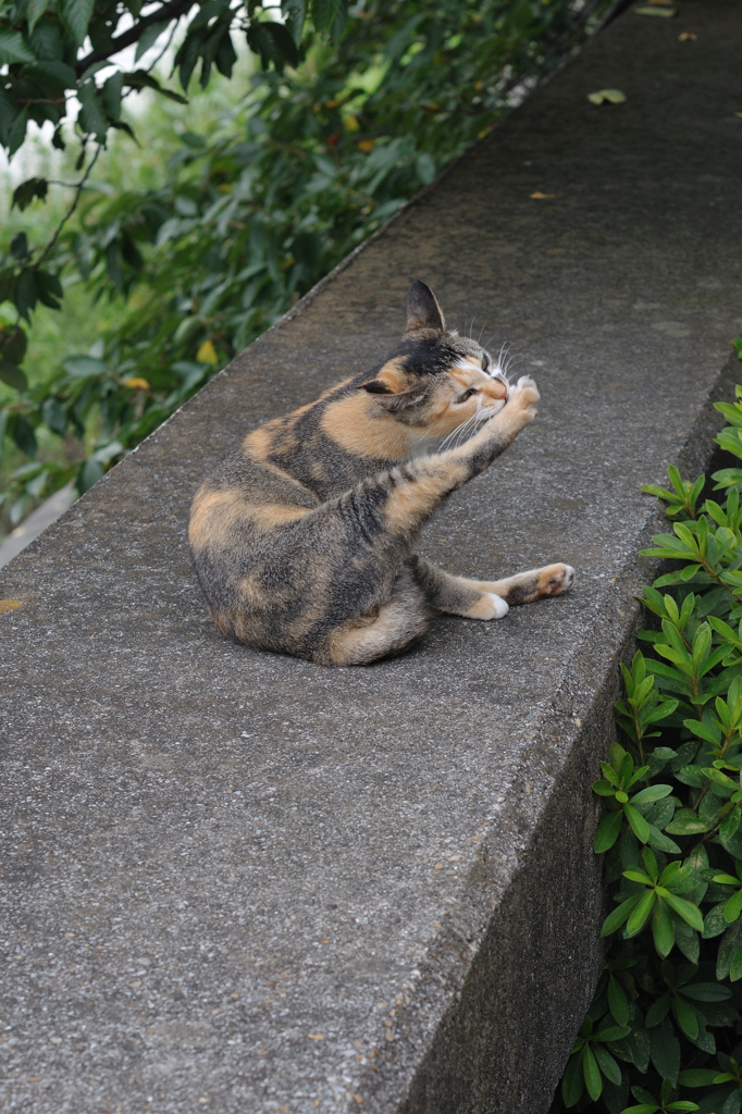 夏空戻ってこ〜い_c0150334_171795.jpg