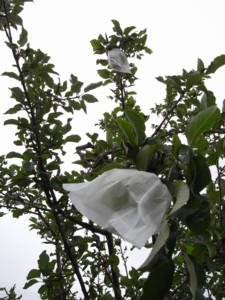 c0119142_547347.jpg