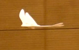 20090802 IAC-ASO飛行会_d0067943_131674.jpg