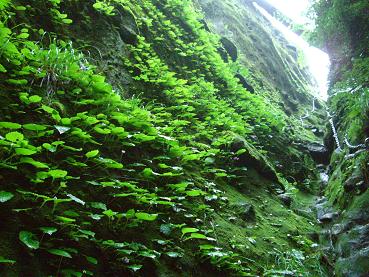 英彦山山麓・花めぐり_e0164643_1057521.jpg