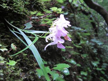 英彦山山麓・花めぐり_e0164643_1121281.jpg