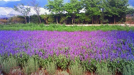 f0063944_16503341.jpg