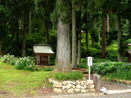 白山長滝神社の蓮_c0057946_20223893.jpg