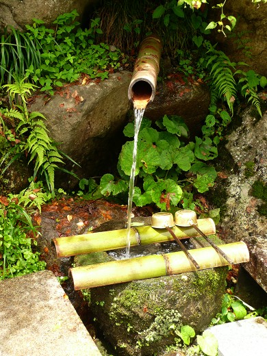 白山長滝神社の蓮_c0057946_20245728.jpg