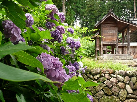 白山長滝神社の蓮_c0057946_20262410.jpg