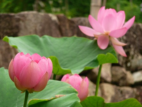 白山長滝神社の蓮_c0057946_20272448.jpg