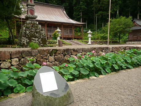 白山長滝神社の蓮_c0057946_202761.jpg