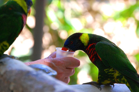 Wild Animal Park　その①_d0114149_3264895.jpg