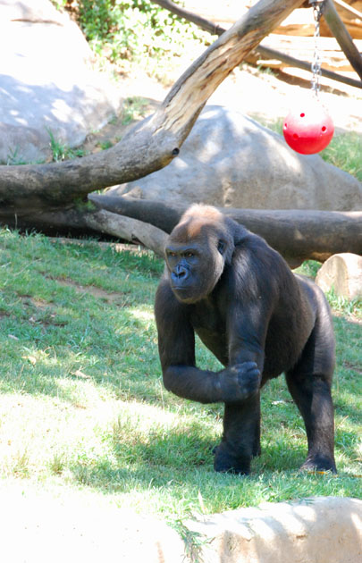 Wild Animal Park　その①_d0114149_3323571.jpg